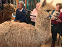 WI - My World of Alpacas 20200312
